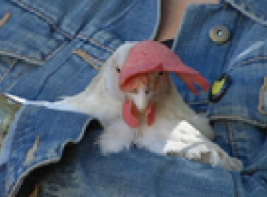 Consuela the chicken survived being gassed and dumped at a landfill before being rescued by Liz Perry. Photographer: Robert Lughai.