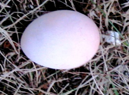 First Egg